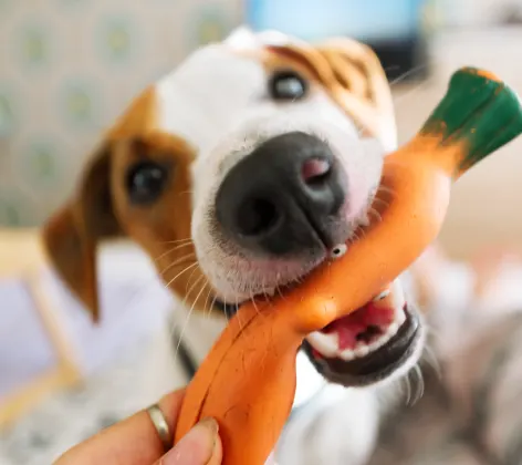 Dog biting a toy 